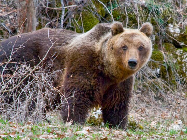 orso%20parco