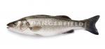 branzino_whole